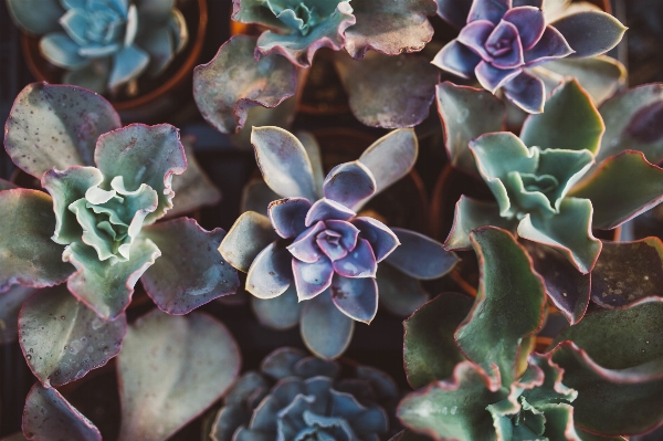 植物 葉 花 花弁 写真