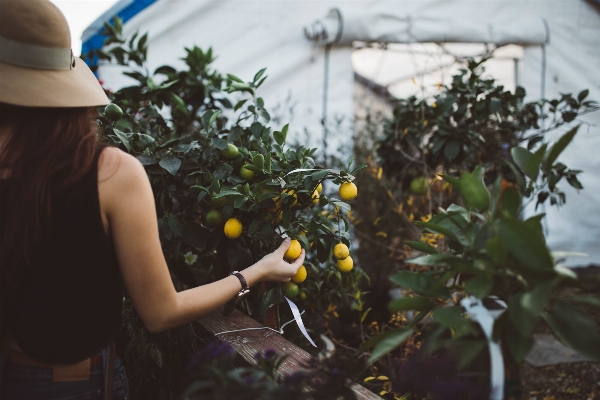 Foto Persona planta chica fruta