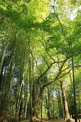 Tree nature forest outdoor Photo