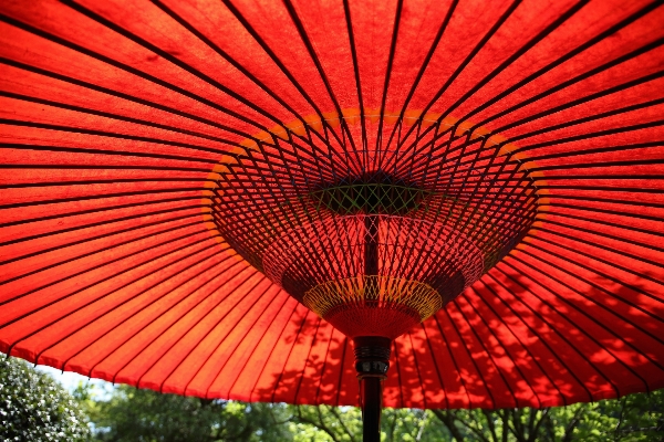 Foto All'aperto leggero luce del sole fiore