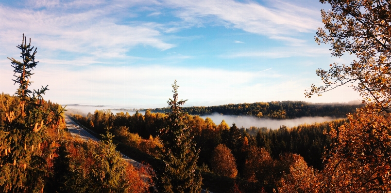 Landscape tree nature forest Photo