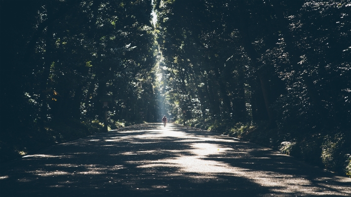 Foto Pohon alam hutan jalur