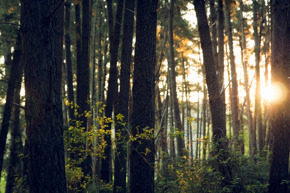 Baum natur wald wildnis
