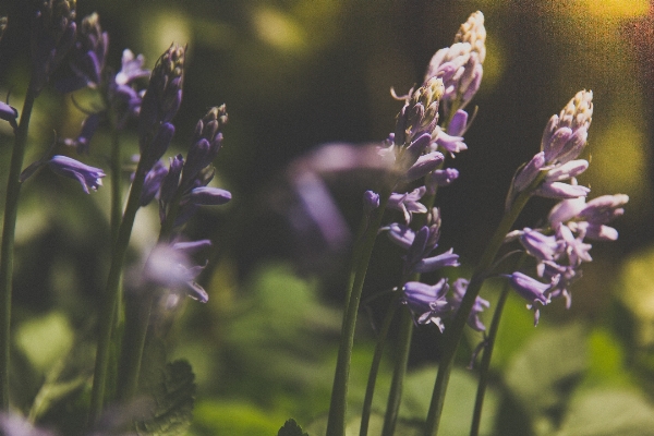 Nature blossom plant meadow Photo