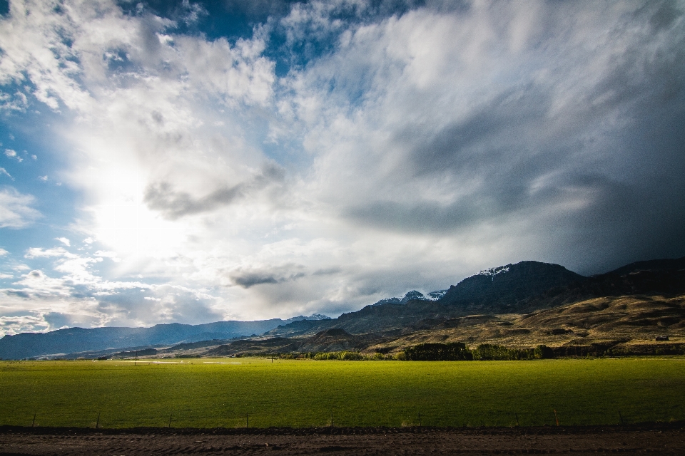 Paysage arbre nature herbe