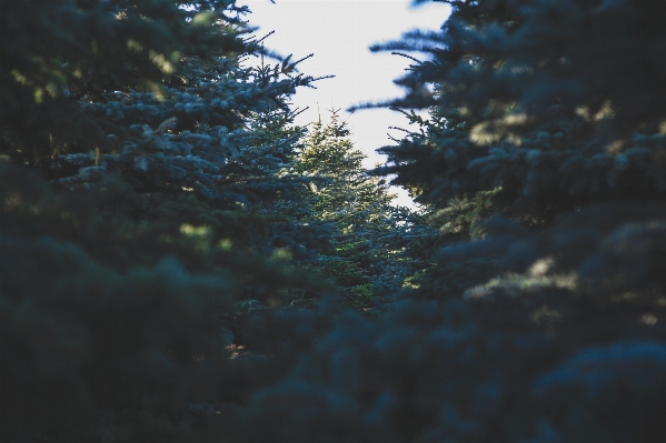 Baum natur wald zweig Foto