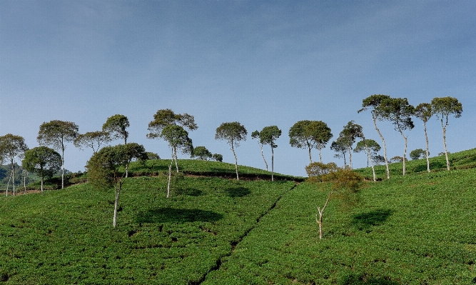 Tree plant field farm Photo