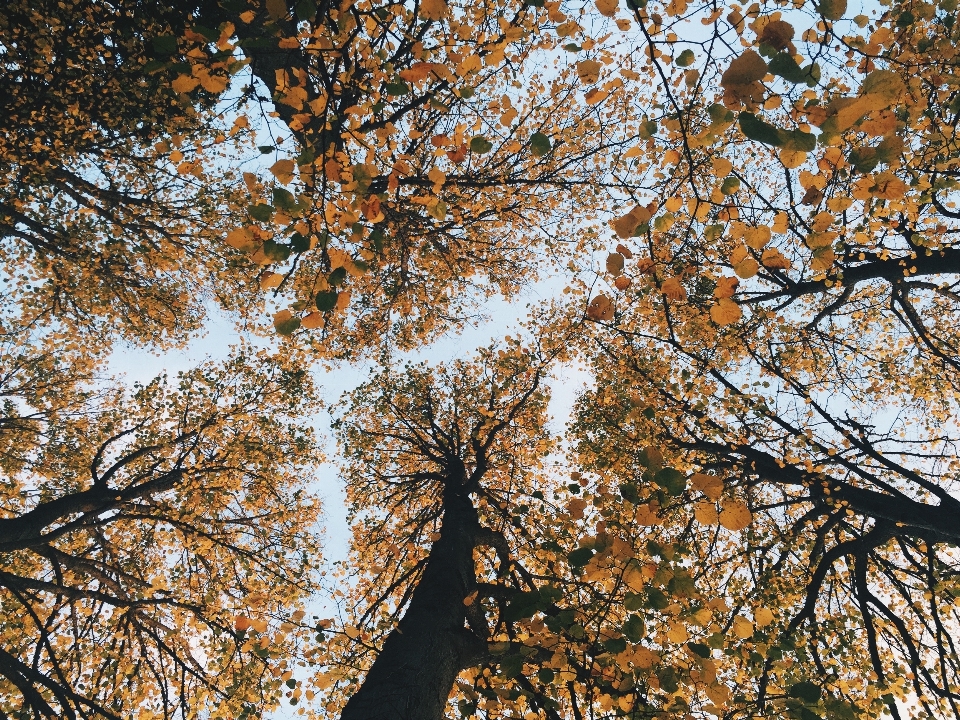 Albero natura foresta ramo