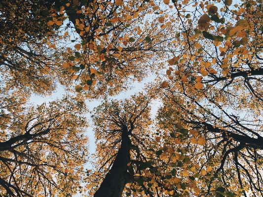 Tree nature forest branch Photo