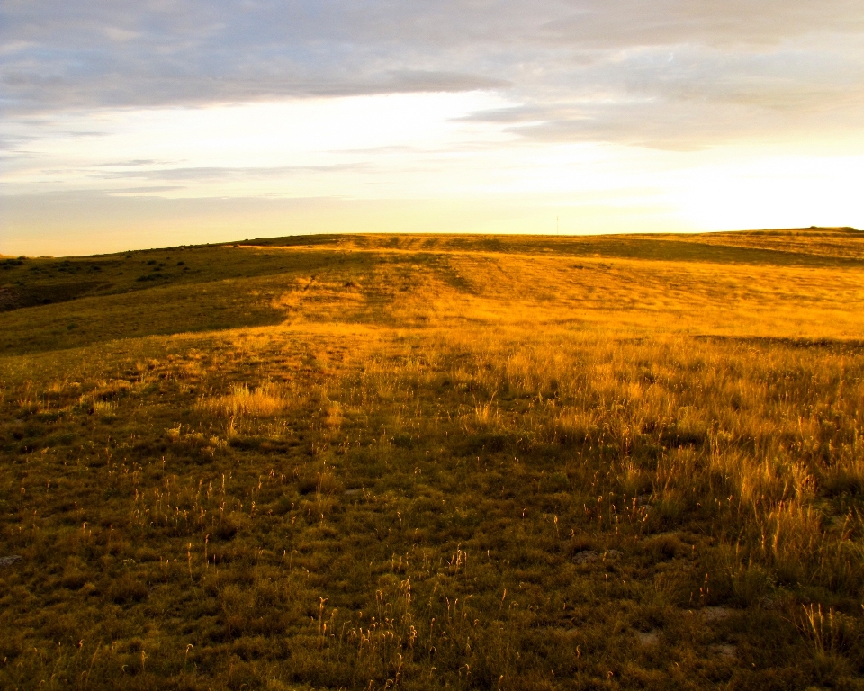 Landschaft natur gras horizont