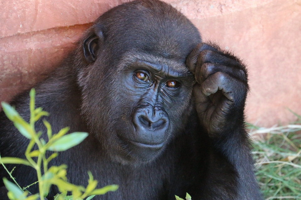 Zwierzę dzikiej przyrody ogród zoologiczny ssak