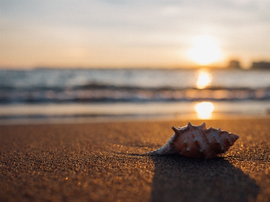 Beach sea coast nature Photo