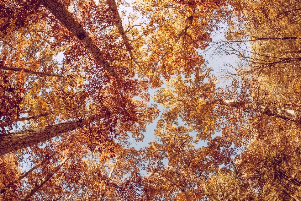 Baum wald zweig anlage