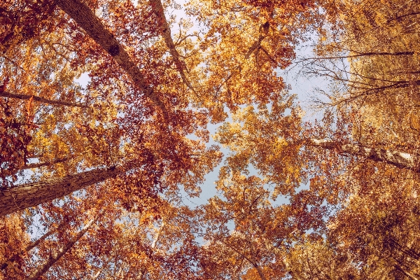 Foto Albero foresta ramo pianta