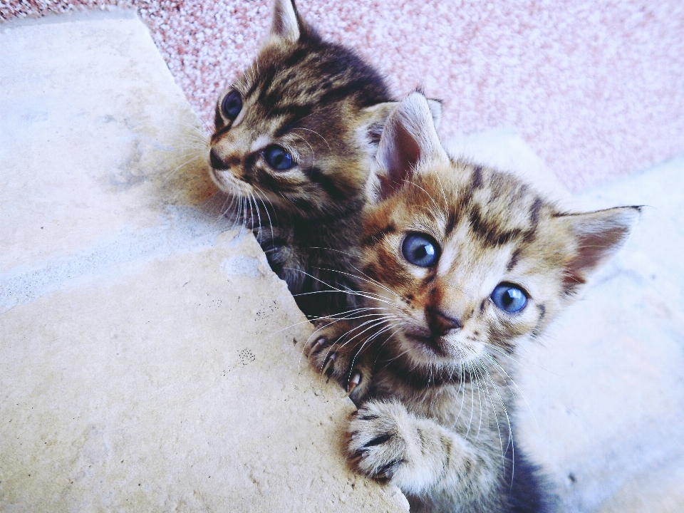 Gattino gatto mammifero fauna