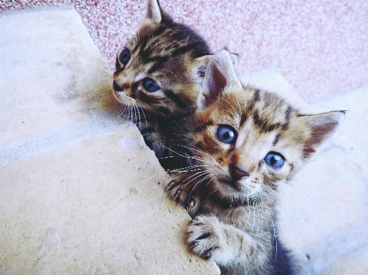 Foto Anak kucing mamalia fauna