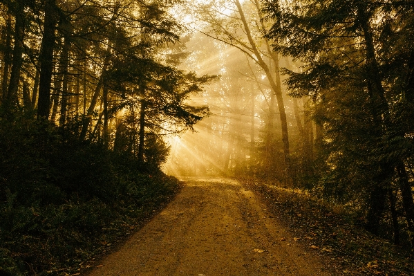 Tree nature forest path Photo