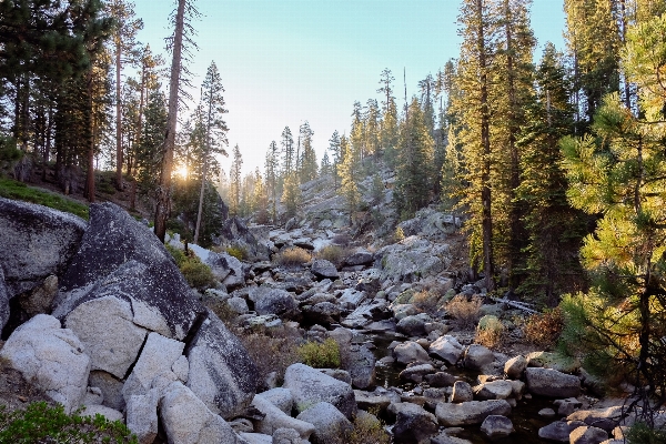 Landscape tree forest outdoor Photo