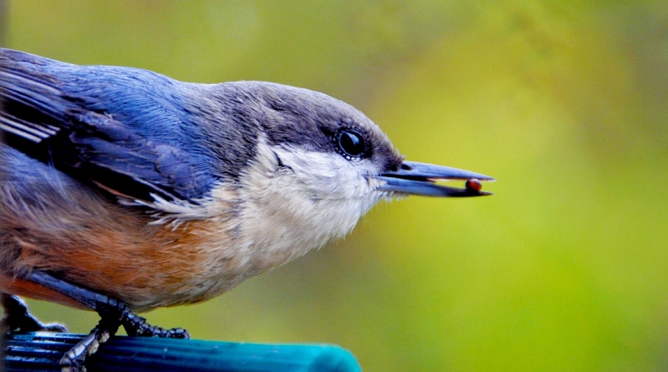 Natureza pássaro asa animais selvagens