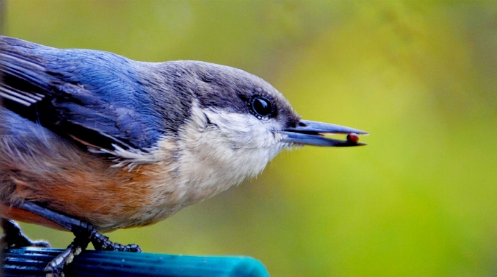 Nature bird wing wildlife Photo