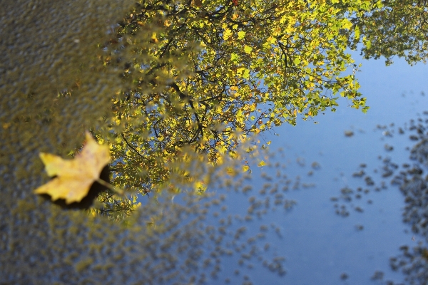 Foto árbol agua naturaleza rama