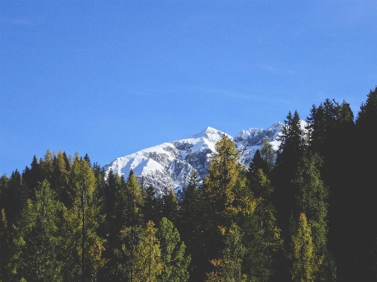 Landscape tree nature forest Photo