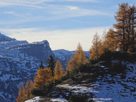 Landscape tree nature wilderness Photo