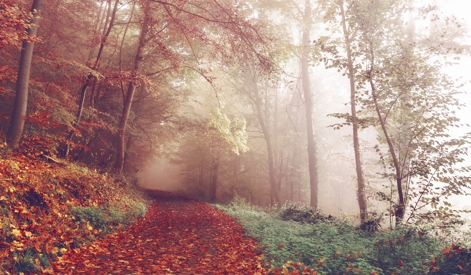 Tree nature forest path