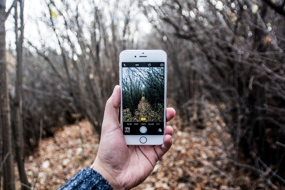 Iphone albero natura foresta