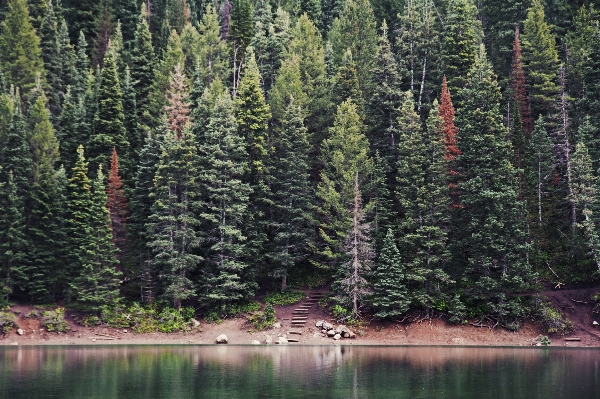 Landscape tree forest wilderness Photo