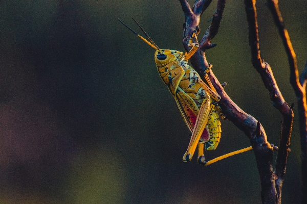 Natur zweig fotografie insekt Foto