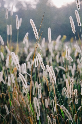 Natur gras anlage feld Foto