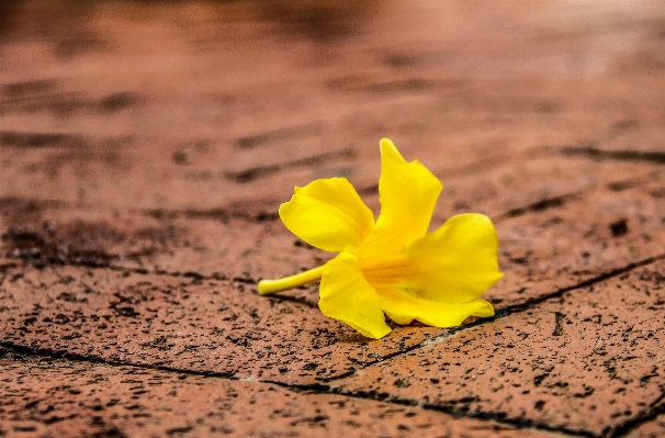 Nature blossom plant photography Photo