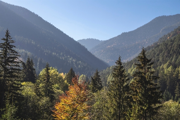 Photo Arbre forêt région sauvage
 marche