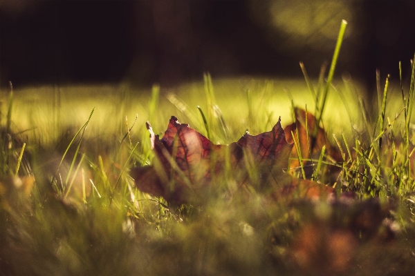 Nature forest grass light Photo