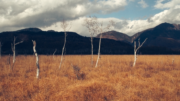 Landscape tree nature grass Photo