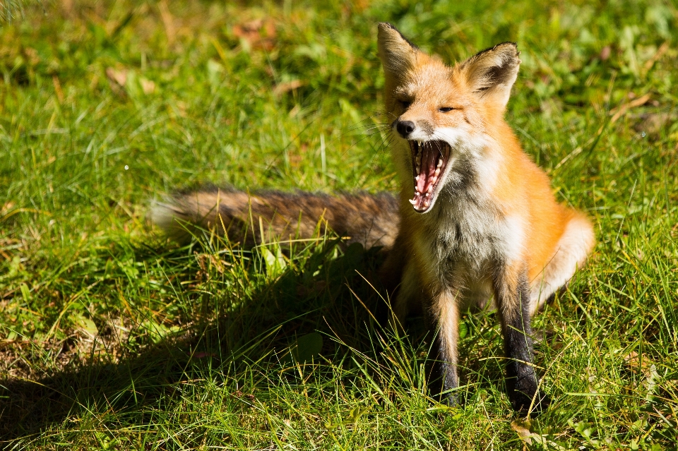 Grass meadow wildlife mammal