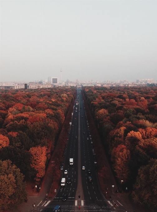 Albero orizzonte tramonto strada