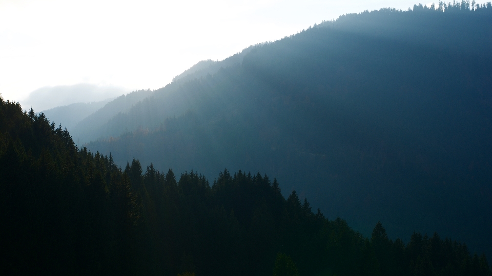 Landschaft baum natur wald