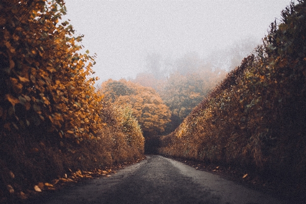 Foto Paisaje árbol naturaleza bosque