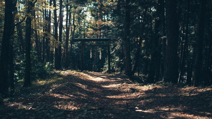 Tree nature forest path Photo