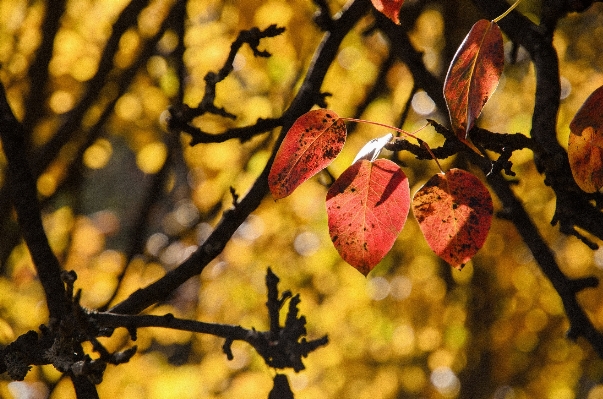 Photo Arbre nature bifurquer fleurir