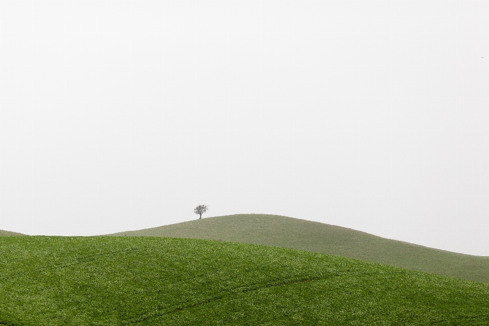 風景 木 草 地平線