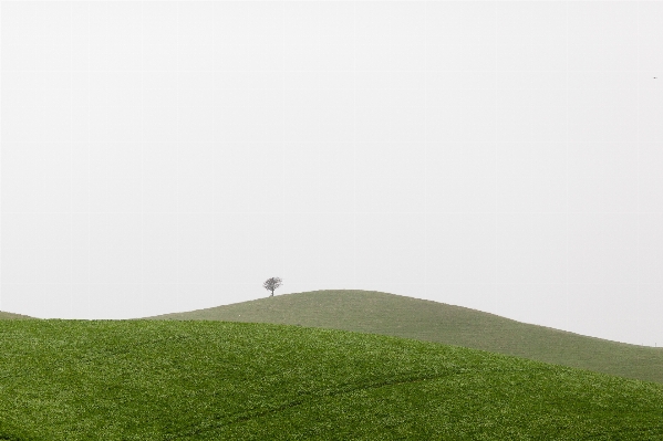 風景 木 草 地平線 写真