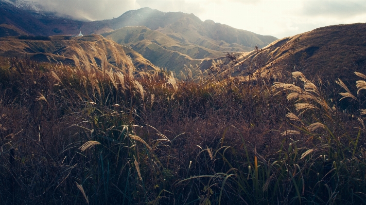 風景 自然 草 荒野
 写真