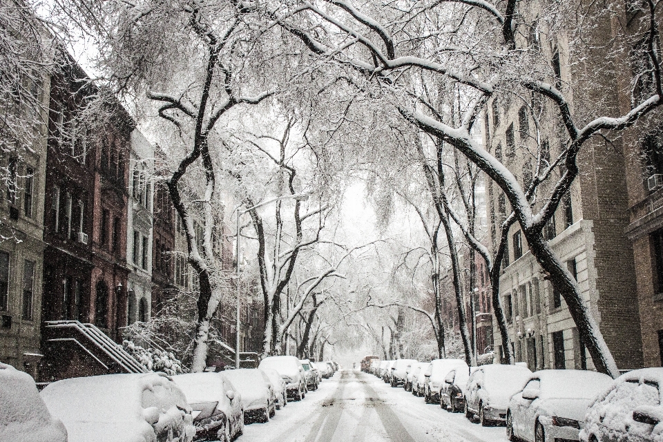 Albero ramo nevicare inverno