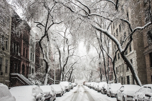 Tree branch snow winter Photo