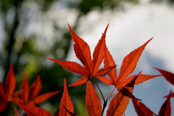 Tree nature branch plant Photo