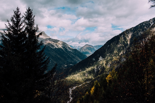 風景 木 自然 森 写真