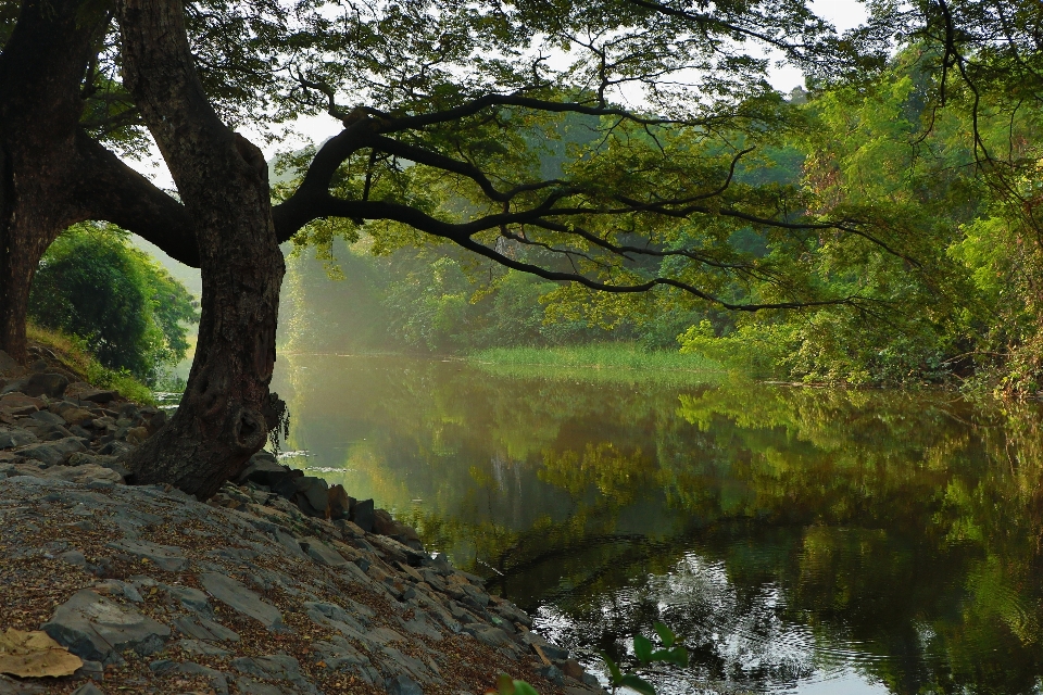 Landschaft baum wasser natur